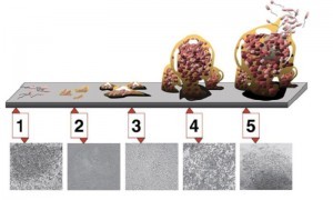 Le 5 fasi di crescita del biofilm